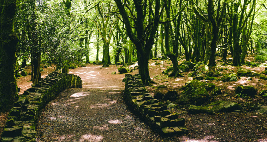 Monivea Woods, Ireland